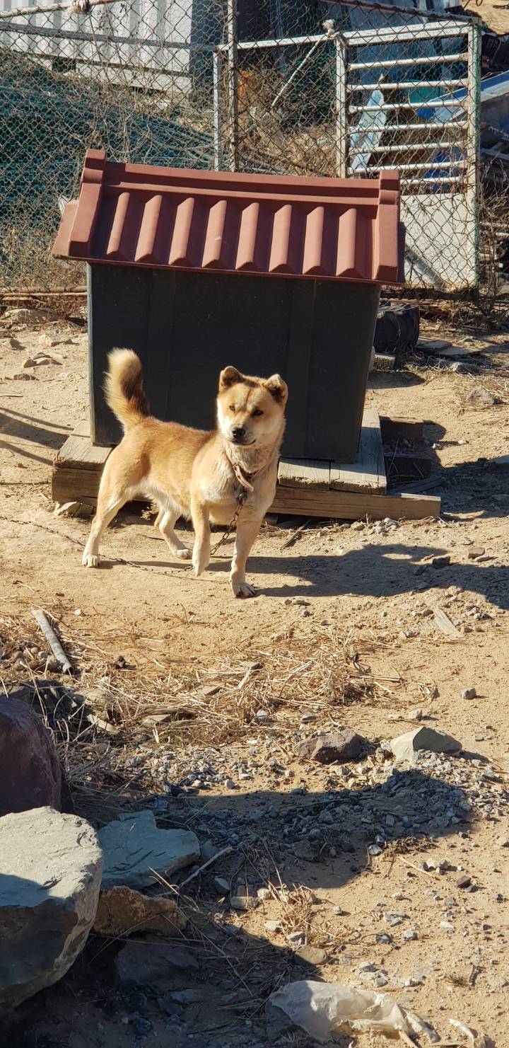 2019 첫 시골댕댕이사진 | 인스티즈