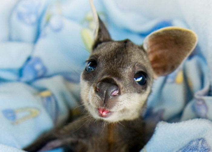 귀여운 아기 동물들 | 인스티즈