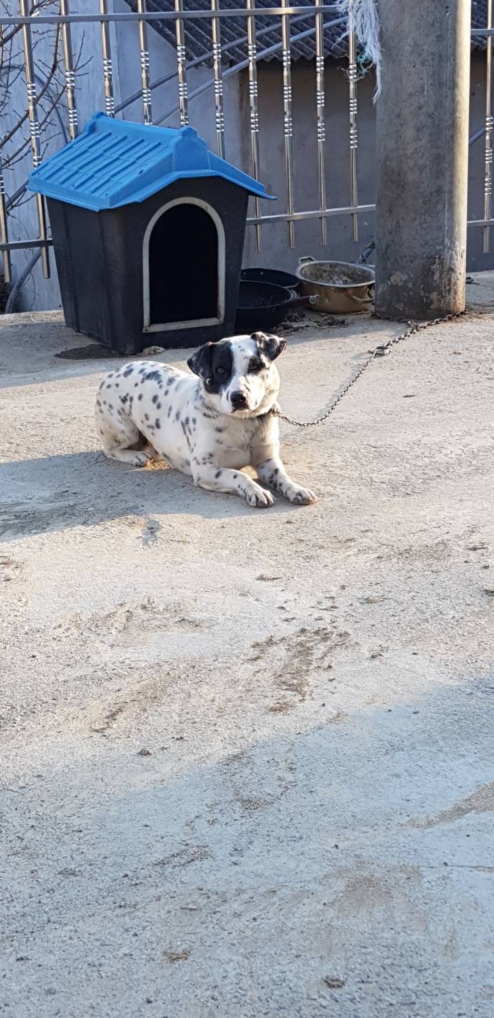 2019 첫 시골댕댕이사진 | 인스티즈