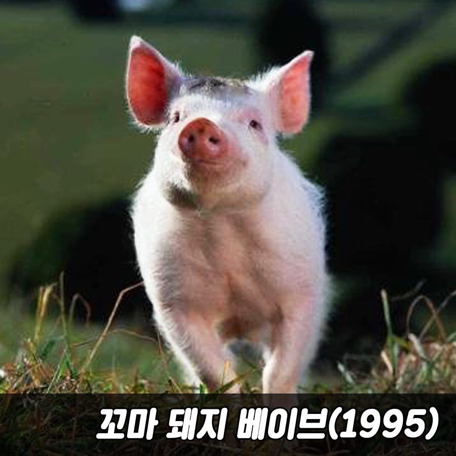 2019년 새해 볼만한 영화 추천 | 인스티즈