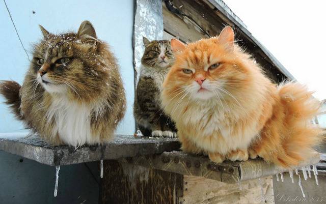 시베리안 고양이 | 인스티즈