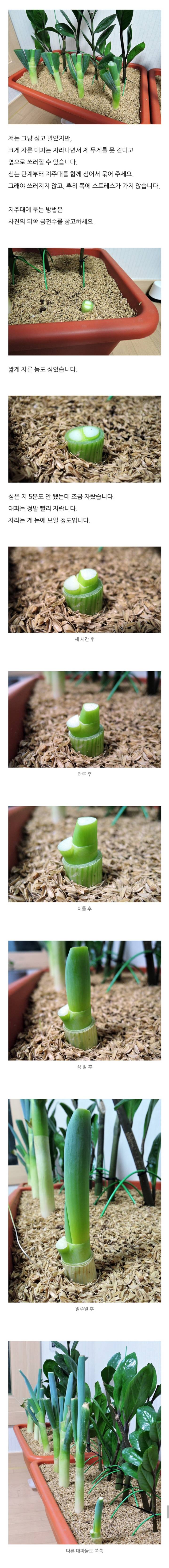 집에서 대파 키우기.jpg | 인스티즈