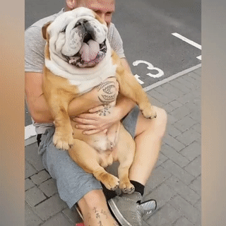 주인님이 너무나 좋은 댕댕이들.gif | 인스티즈