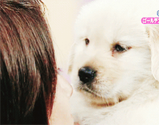 안경 쓴 사람 엄청 좋아하는 골든 리트리버 댕댕이.gif | 인스티즈