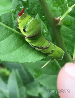 포켓몬스터 캐터피 실사판.gif | 인스티즈