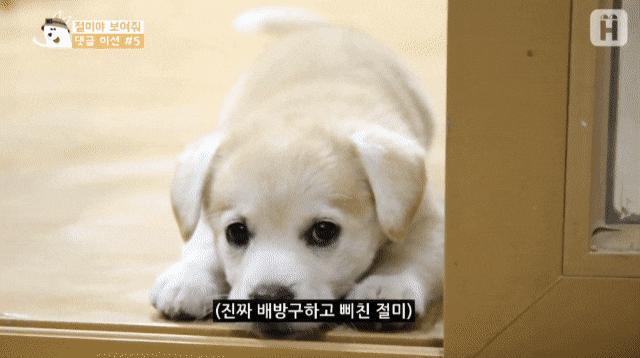 배방구 당하고 언니한테 욕하는 짱절미 | 인스티즈