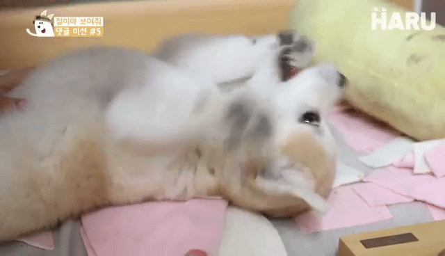 배방구 당하고 언니한테 욕하는 짱절미 | 인스티즈