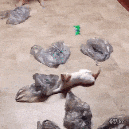 냥아치 이거하나면 끝! | 인스티즈