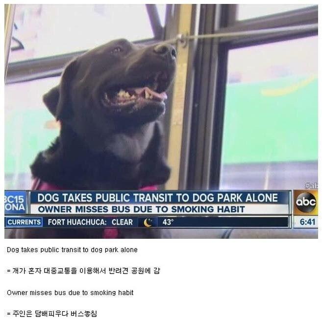 주인보다 나은 댕댕이 | 인스티즈