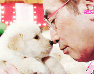 안경 쓴 사람 엄청 좋아하는 골든 리트리버 댕댕이.gif | 인스티즈