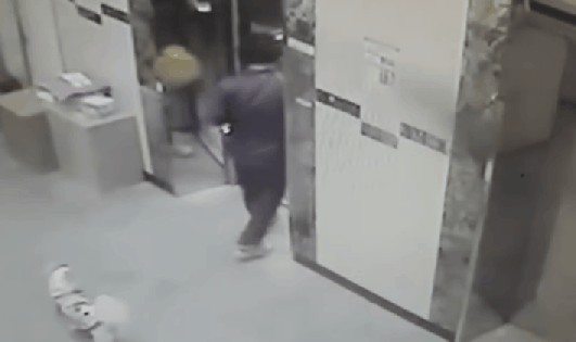 엘리베이터에 목줄 낀 강아지 살린 택배기사님.jpgif | 인스티즈