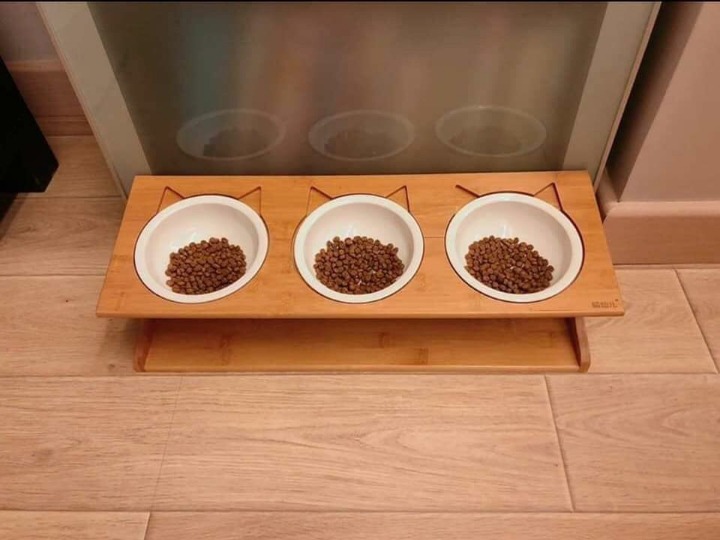 세마리의 고양이와 세개의 밥그릇 | 인스티즈