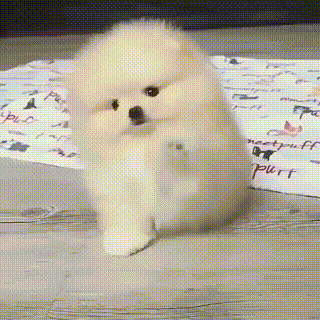 댕댕이와 하이파이브.gif | 인스티즈