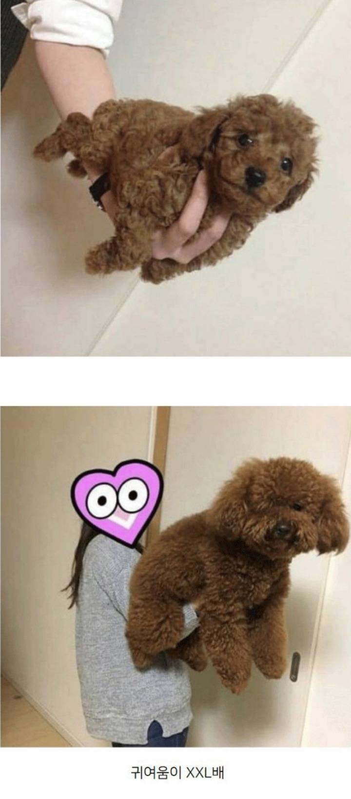 10개월 사이 강아지의 변화.jpg | 인스티즈