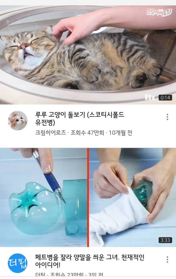 충격) 고양이 목자름 ㄷㄷㄷ | 인스티즈
