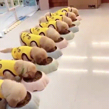 인절미 급식이들.gif | 인스티즈