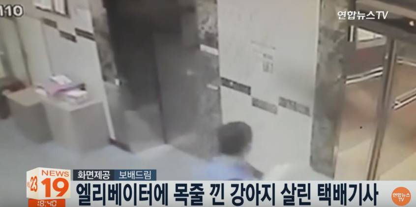 엘리베이터에 목줄 낀 강아지 살린 택배기사님.jpgif | 인스티즈