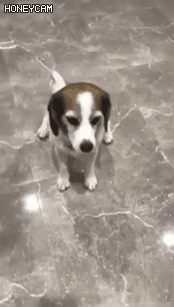 댕댕이 반응속도.GIF | 인스티즈