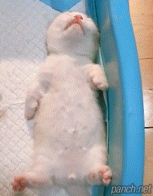 하품하고 기지개펴는 냥이.gif | 인스티즈