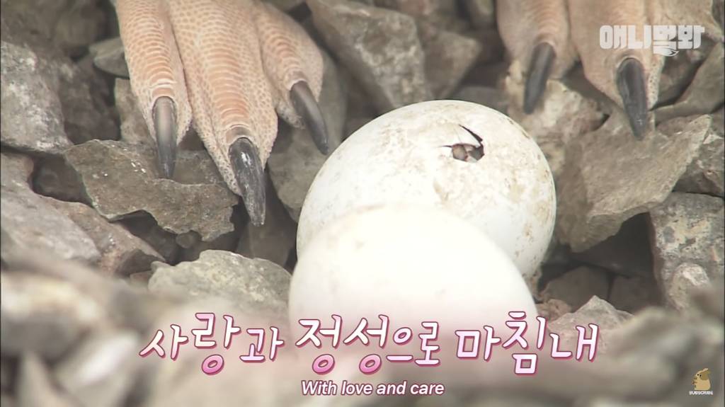 서로 첫눈에 반하면 맞절하는 펭귄.jpgif | 인스티즈