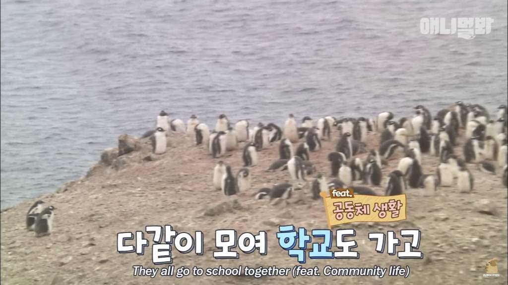 서로 첫눈에 반하면 맞절하는 펭귄.jpgif | 인스티즈