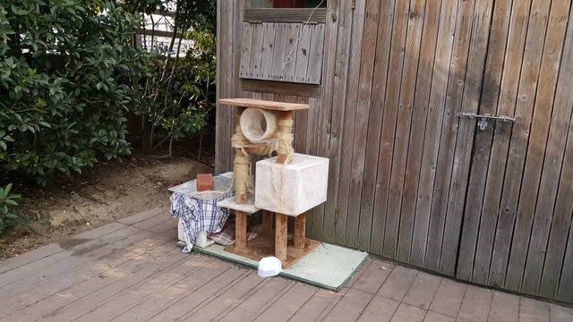 공사장에 고양이가 돌아다녀서 화난 아저씨들 | 인스티즈