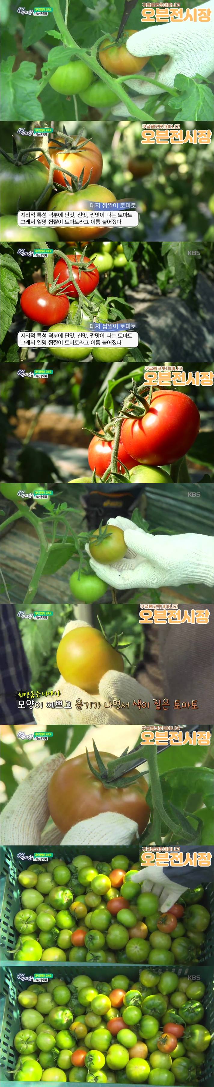 비싼데 맛있긴 진짜 맛있어서 좋아하는 사람은 환장한다는 토마토.jpg | 인스티즈