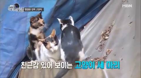 2016년 동물농장 출연했던 찜질방 고양이 나비 근황...JPG | 인스티즈