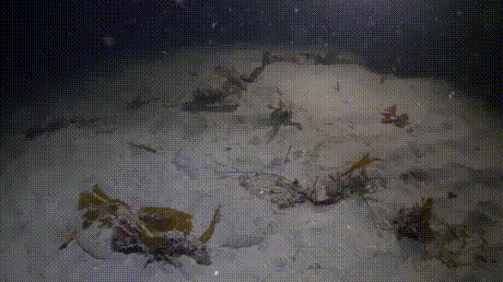 꽃게가 천적을 피하는 법.gif | 인스티즈