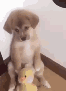 시무룩한 댕댕이.gif | 인스티즈