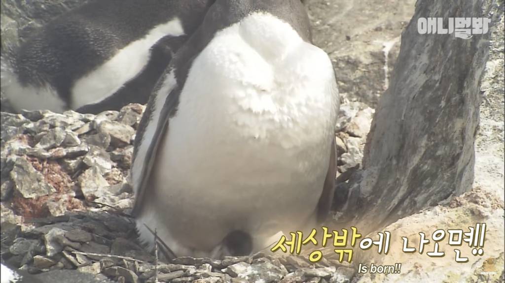 서로 첫눈에 반하면 맞절하는 펭귄.jpgif | 인스티즈