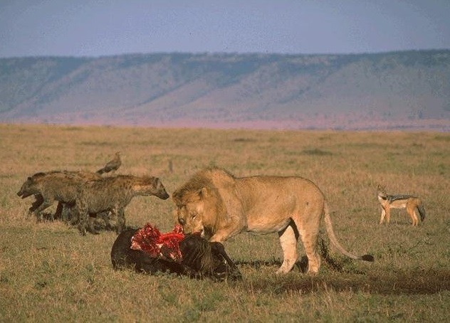 동물프로그램에서 이상하게 이장면 난감이였음 (혐오주의) | 인스티즈