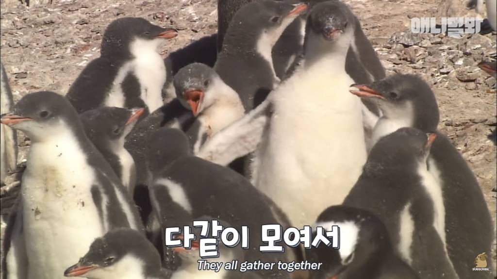 서로 첫눈에 반하면 맞절하는 펭귄.jpgif | 인스티즈