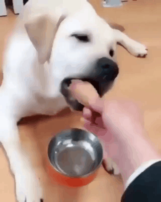 주인 나무라는 인절미.gif | 인스티즈