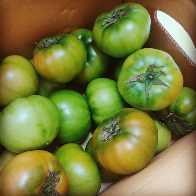 비싼데 맛있긴 진짜 맛있어서 좋아하는 사람은 환장한다는 토마토.jpg | 인스티즈