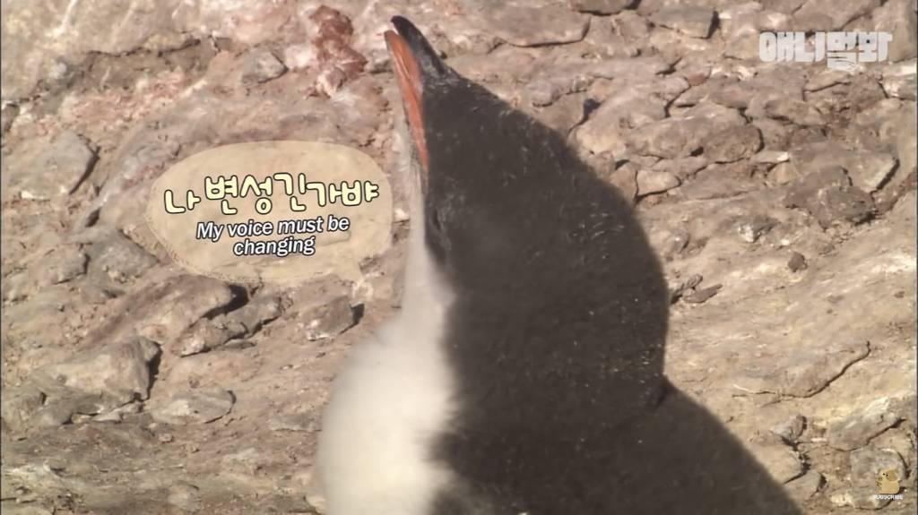 서로 첫눈에 반하면 맞절하는 펭귄.jpgif | 인스티즈