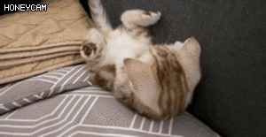 처음으로 꼬리를 본 아깽이 | 인스티즈