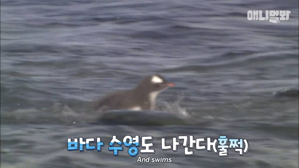 서로 첫눈에 반하면 맞절하는 펭귄.jpgif | 인스티즈