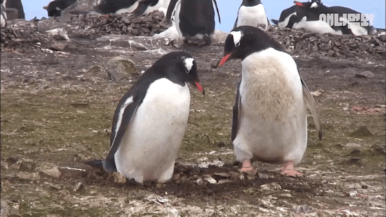 서로 첫눈에 반하면 맞절하는 펭귄.jpgif | 인스티즈