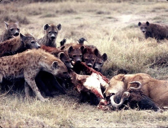동물프로그램에서 이상하게 이장면 난감이였음 (혐오주의) | 인스티즈