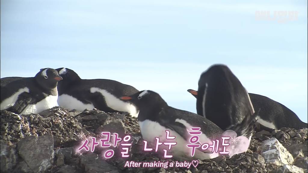 서로 첫눈에 반하면 맞절하는 펭귄.jpgif | 인스티즈