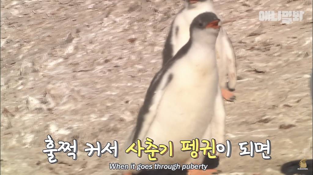 서로 첫눈에 반하면 맞절하는 펭귄.jpgif | 인스티즈