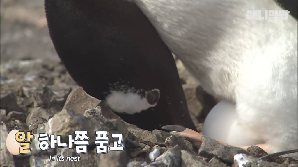 서로 첫눈에 반하면 맞절하는 펭귄.jpgif | 인스티즈