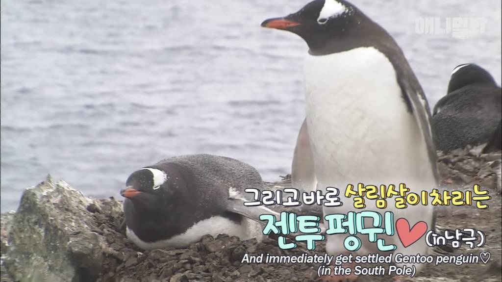 서로 첫눈에 반하면 맞절하는 펭귄.jpgif | 인스티즈