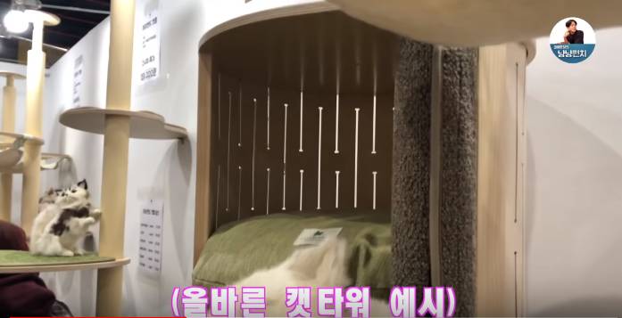 고양이 키우는 수의사들은 궁디팡팡에 가면 무엇을 구매할까? | 인스티즈