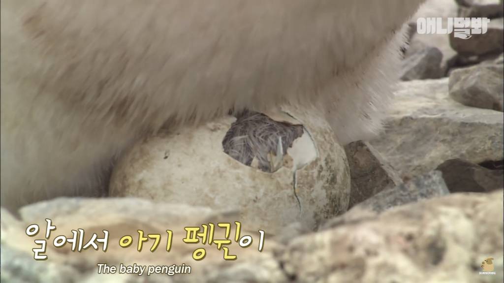 서로 첫눈에 반하면 맞절하는 펭귄.jpgif | 인스티즈