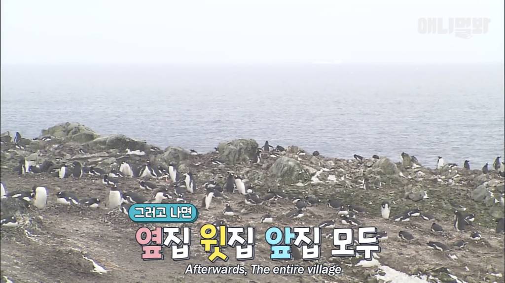 서로 첫눈에 반하면 맞절하는 펭귄.jpgif | 인스티즈