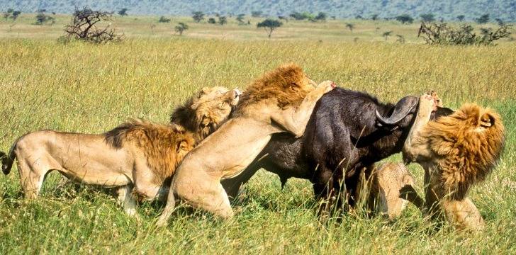 동물프로그램에서 이상하게 이장면 난감이였음 (혐오주의) | 인스티즈