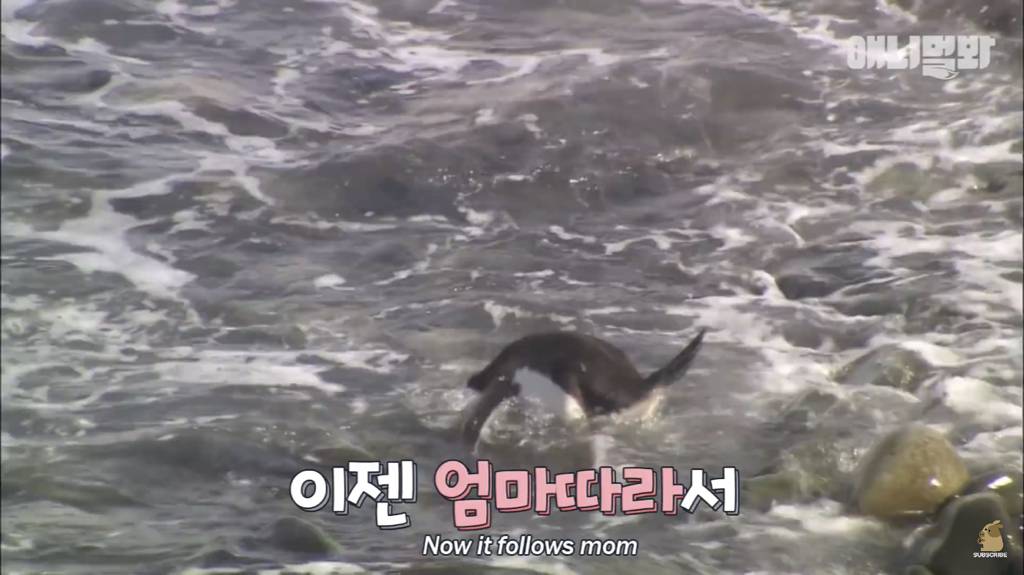 서로 첫눈에 반하면 맞절하는 펭귄.jpgif | 인스티즈