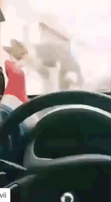 이거 방탄유리야.gif | 인스티즈